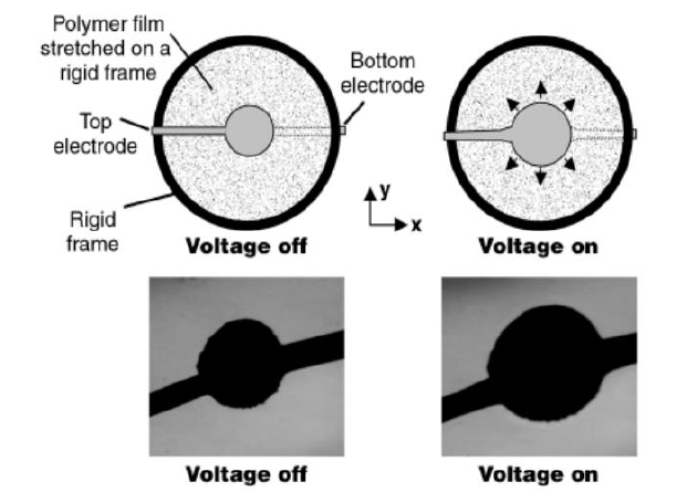 介電彈性體圓形驅動器的電致變形實驗.png 介電彈性體圓形驅動器的電致變形實驗.png