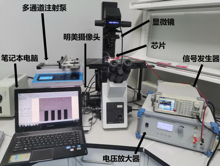 用于介電電泳分離聚苯乙烯微球的實驗平臺 用于介電電泳分離聚苯乙烯微球的實驗平臺