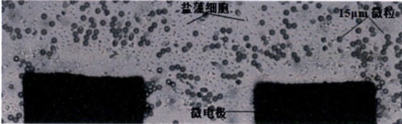 功率放大器 功率放大器
