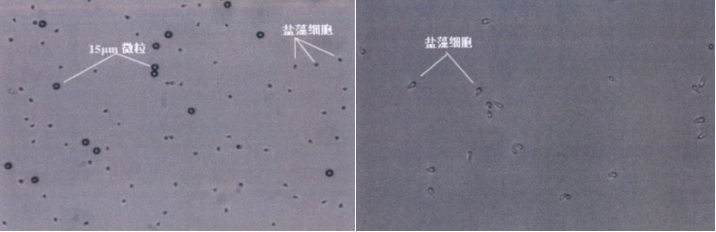 功率放大器 功率放大器